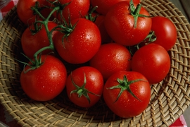 Tomato Industry Tops Azerbaijani Non-Oil Exports, Supplies Russian Market In Face of Turkish Cuts
