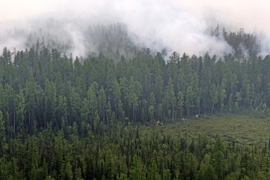 With Siberian Forests In Jeopardy, Moscow Puts Pressure On Beijing