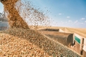 Kazakhstan Surges to Fourth Place Among EU Durum Wheat Suppliers